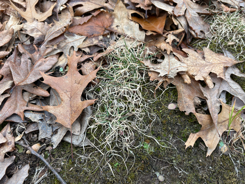iNaturalist observation photo of Poverty oatgrass