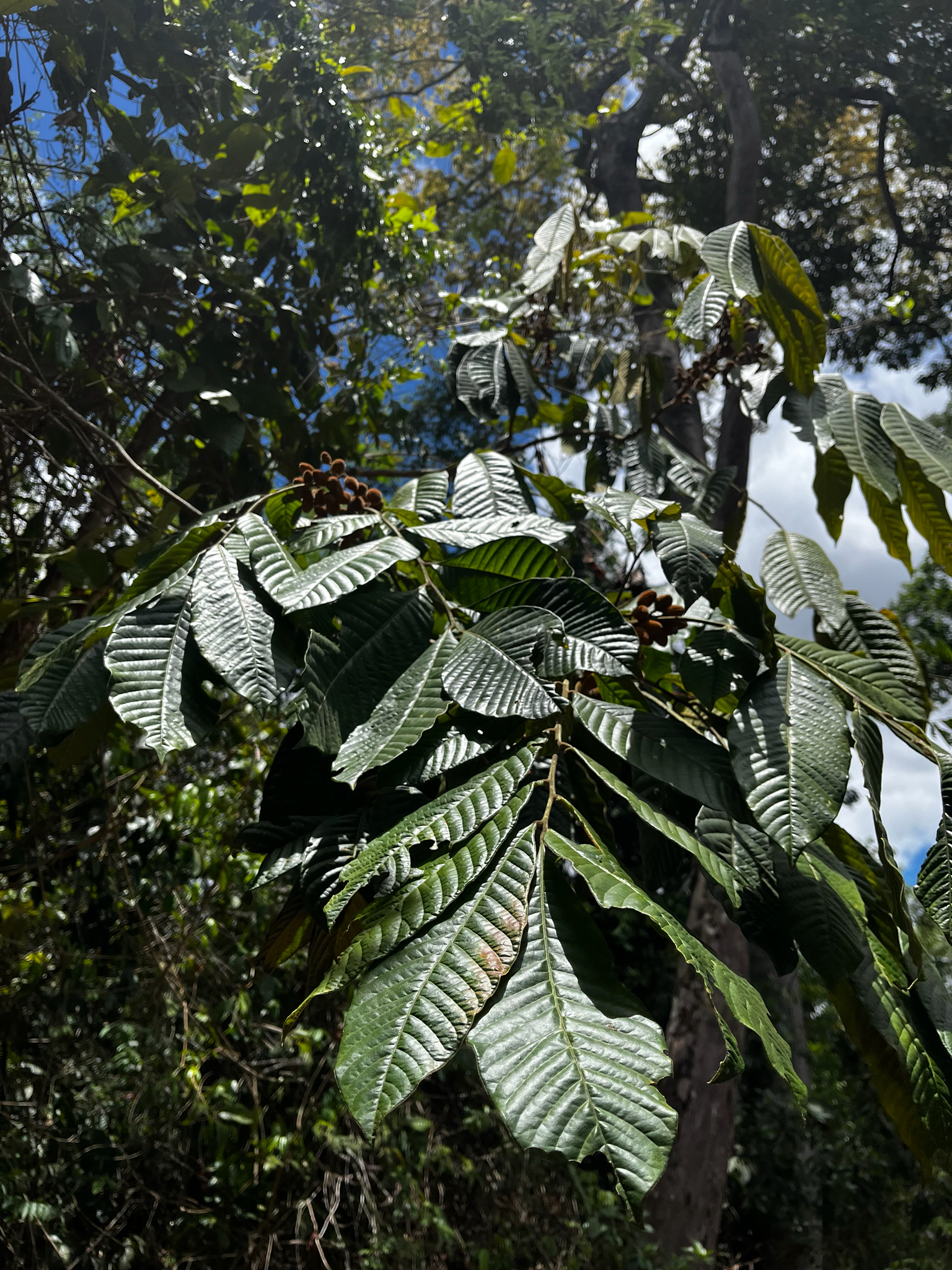 Trichilia magnifoliola