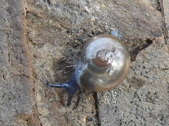 Glyphyalinia