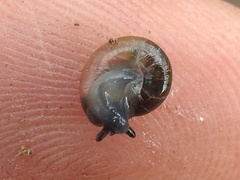 Glyphyalinia