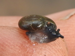 Glyphyalinia