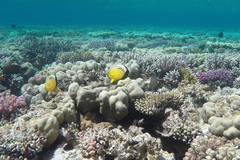 Chaetodon austriacus