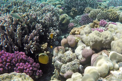 Chaetodon austriacus