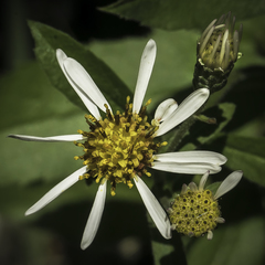 Eurybia radulina