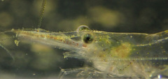 Caridina
