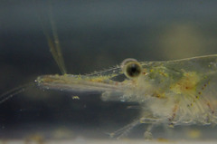 Caridina