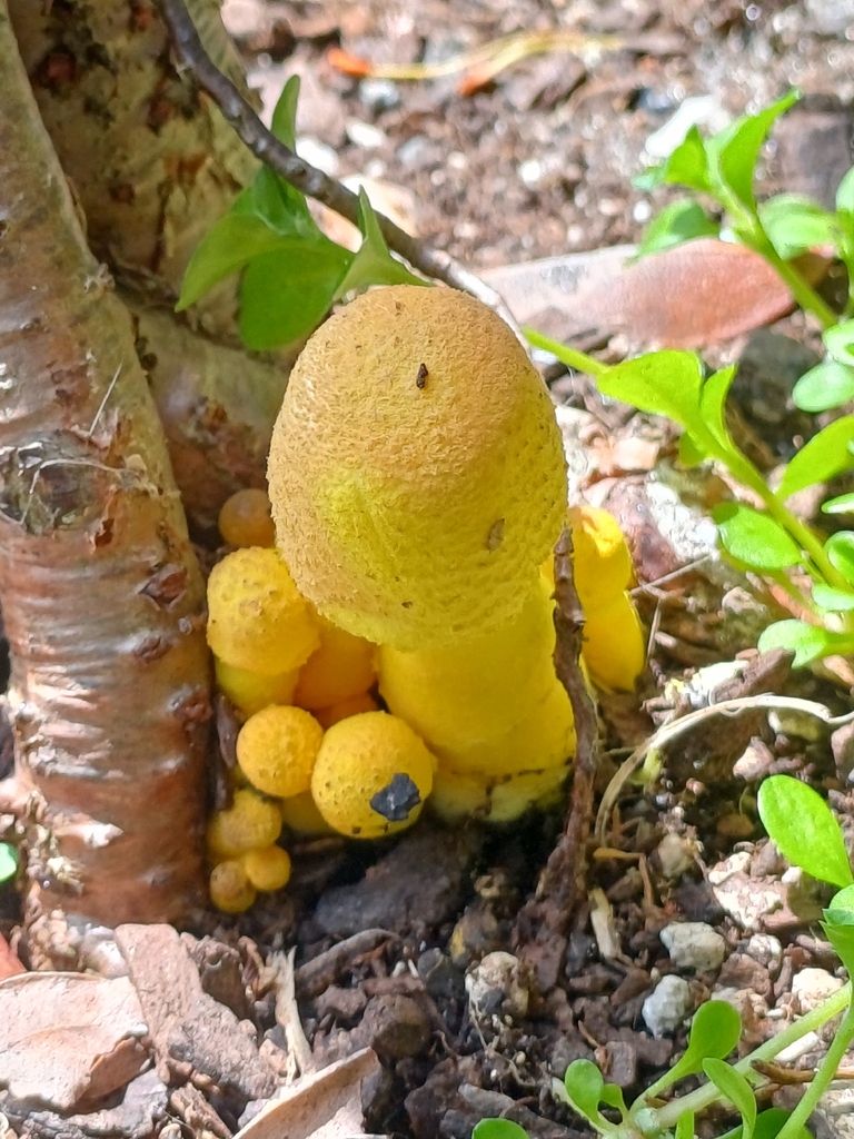 Leucocoprinus birnbaumii · December 2025 · photo: © steviakiwi23 (iNaturalist, cc0)