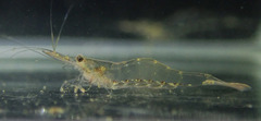Caridina