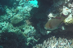 Calotomus viridescens