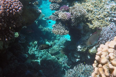 Calotomus viridescens