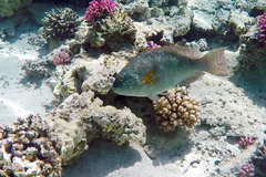 Calotomus viridescens