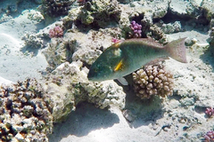 Calotomus viridescens