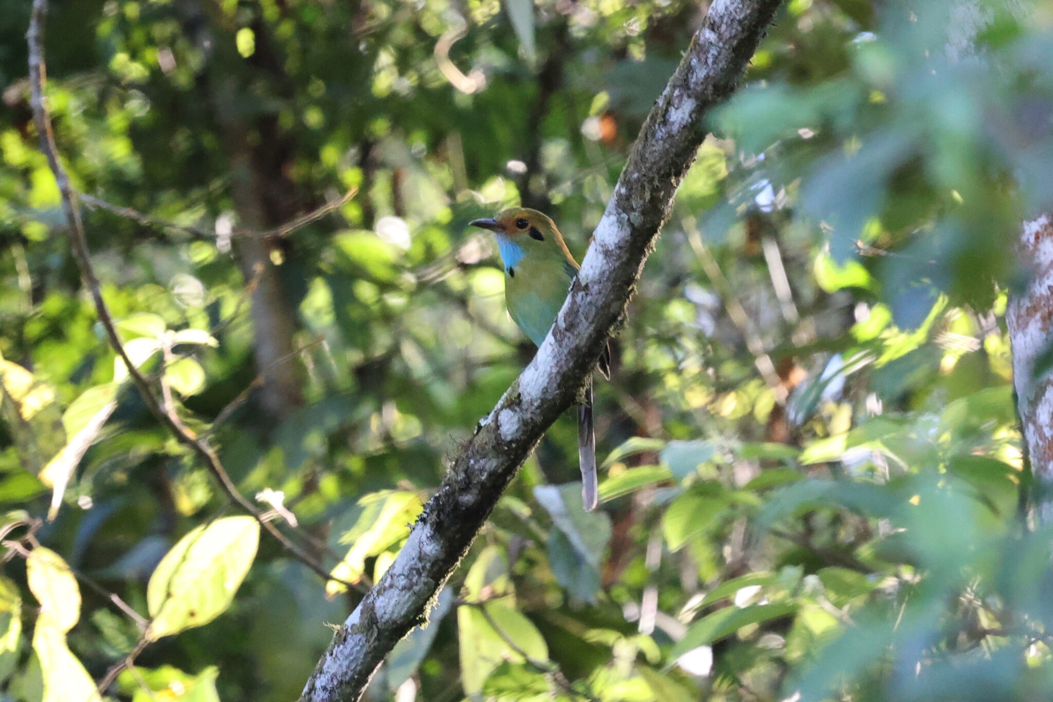 Blue-throated Motmot (Aspatha gularis), photo 7