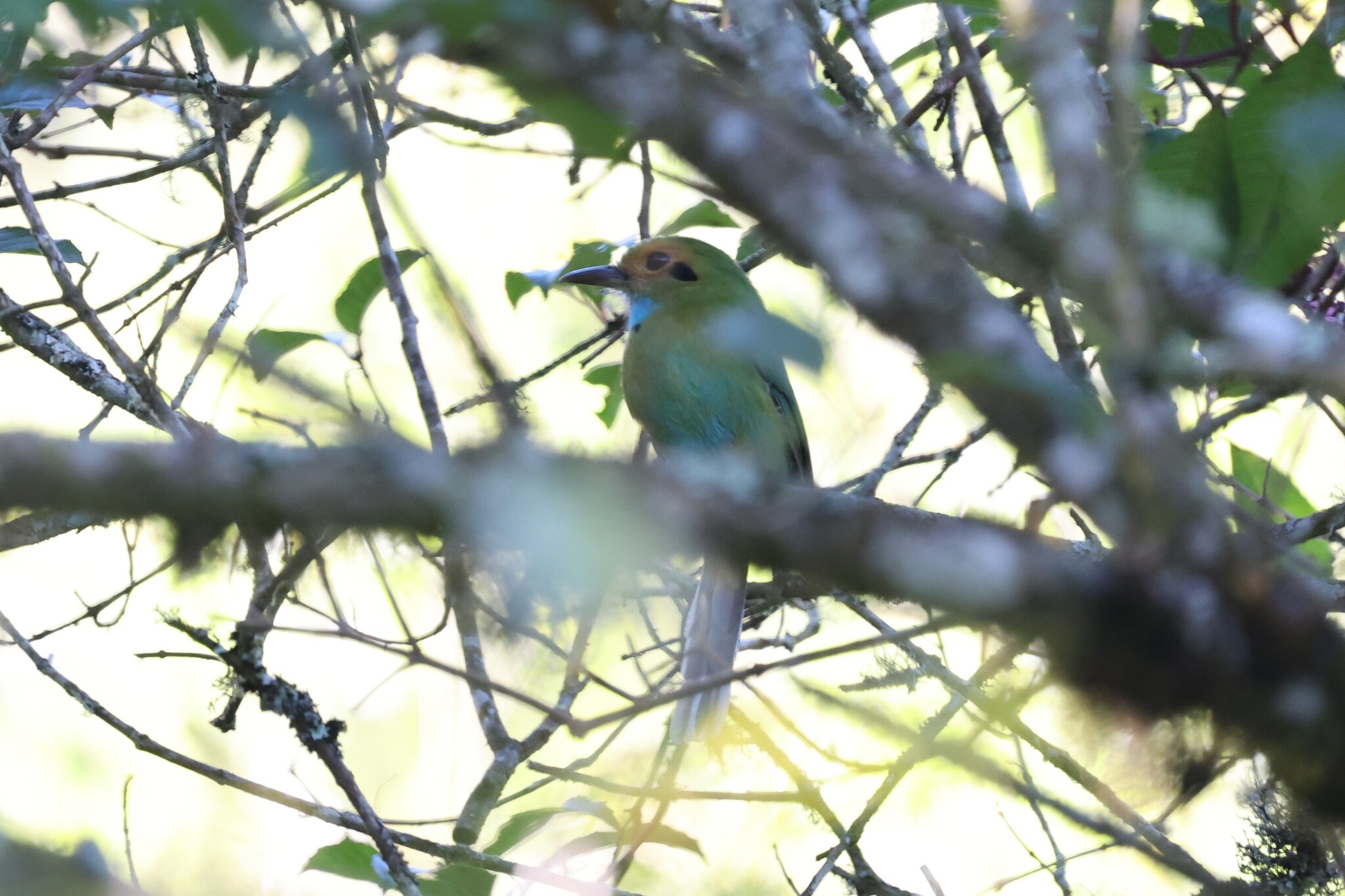 Blue-throated Motmot (Aspatha gularis), photo 8