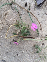 Silene littorea