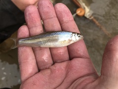 Hybognathus nuchalis