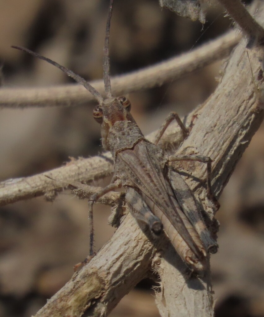 Caudell's Long-horned Grasshopper
