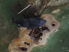 Cactophagus spinolae validus