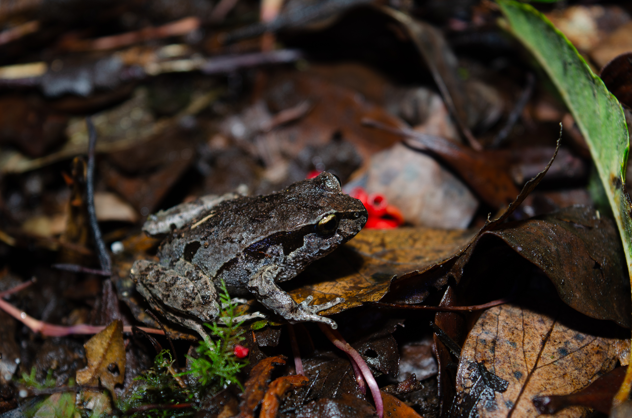 Eupsophus calcaratus (Günther, 1881)
