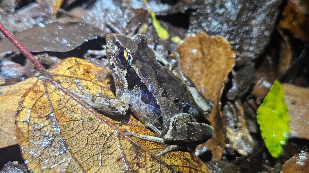 Eupsophus calcaratus (Günther, 1881)