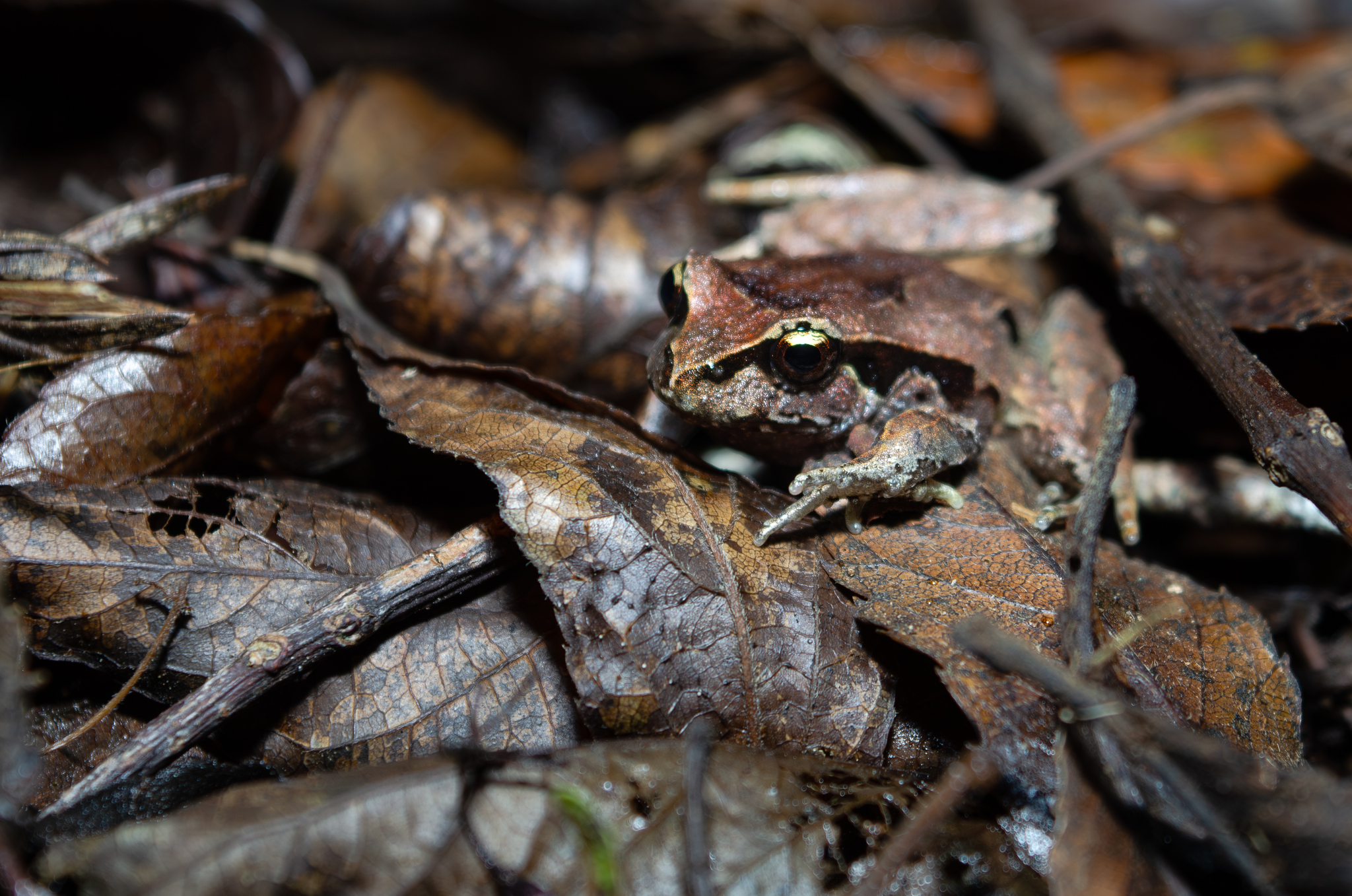 Eupsophus calcaratus (Günther, 1881)