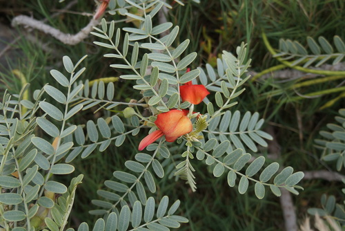 Image of Sesbania tomentosa by no rights reserved