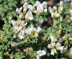 Polhillia involucrata