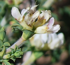 Polhillia involucrata