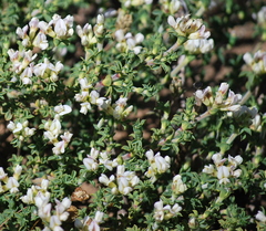 Polhillia involucrata