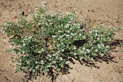 Polhillia involucrata