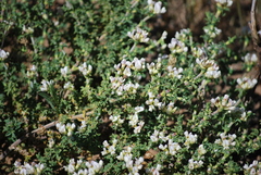 Polhillia involucrata