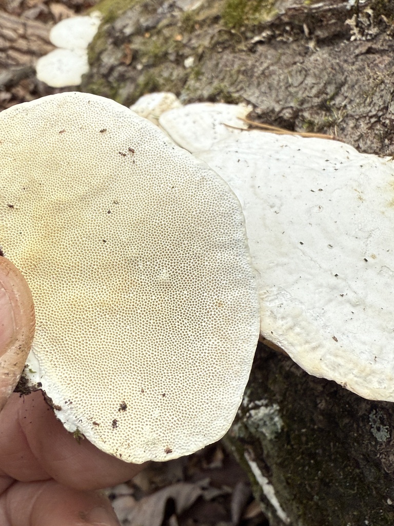 Trametes lactinea · December 2025 · photo: © hillcraddock (iNaturalist, cc-by)