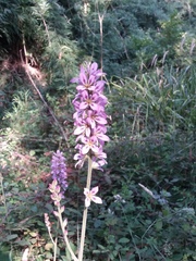 Francoa appendiculata