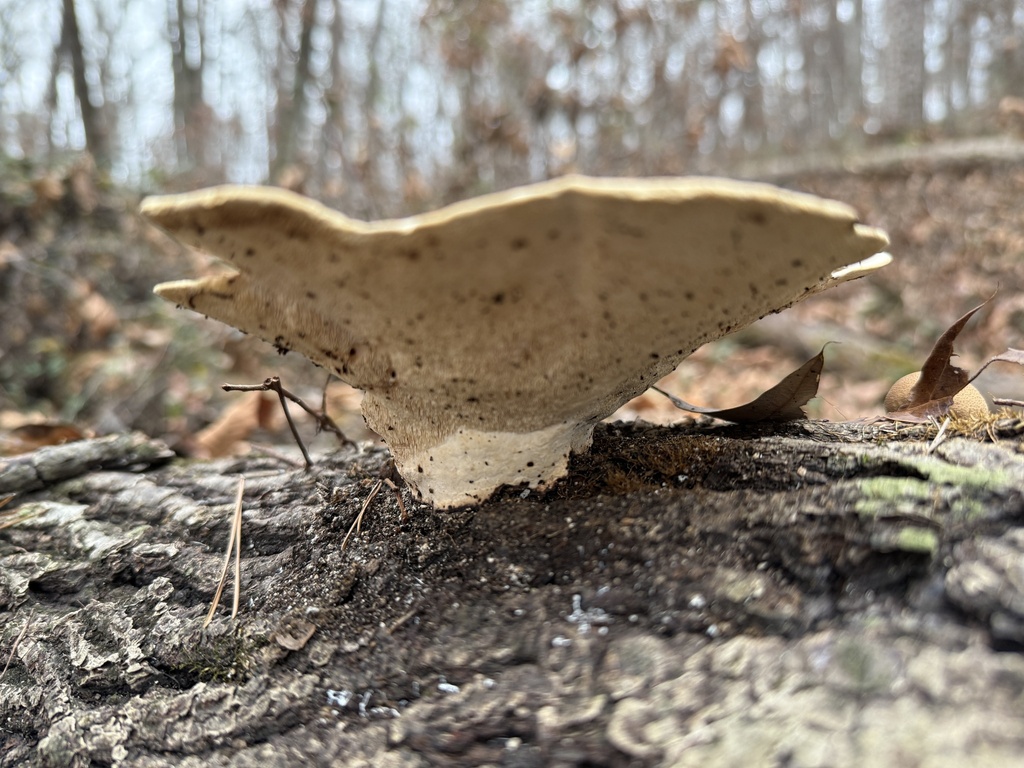 Trametes aesculi · December 2025 · photo: © hillcraddock (iNaturalist, cc-by)