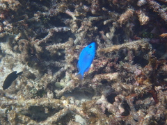 Maya Hamlet photo 2