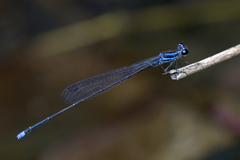 Prodasineura laidlawii