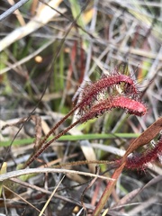 Drosera camporupestris