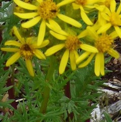 Senecio eremophilus