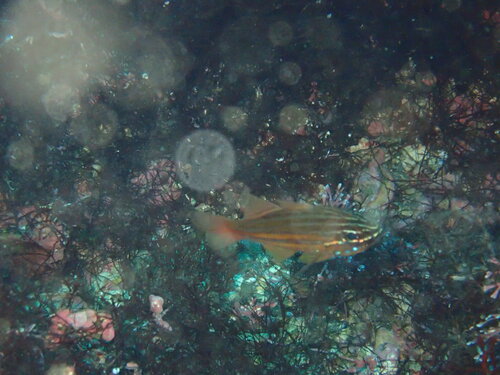 Ostorhinchus holotaenia observed 2022-11-05