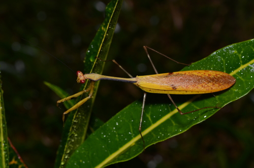 Tisma freyi