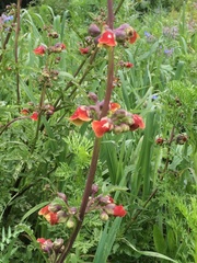 Scrophularia sambucifolia