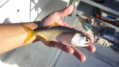 Bigscale Anchovy photo 2