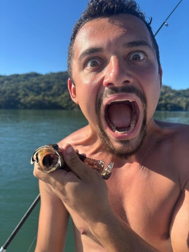 Bullseye jawfish (Opistognathus scops) — Opistognathidae