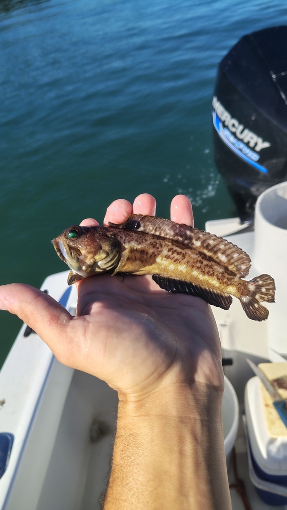 Bullseye Jawfish