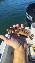 Bullseye Jawfish photo 1