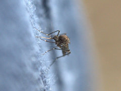 Aedes vigilax