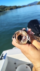 Bullseye Jawfish photo 2