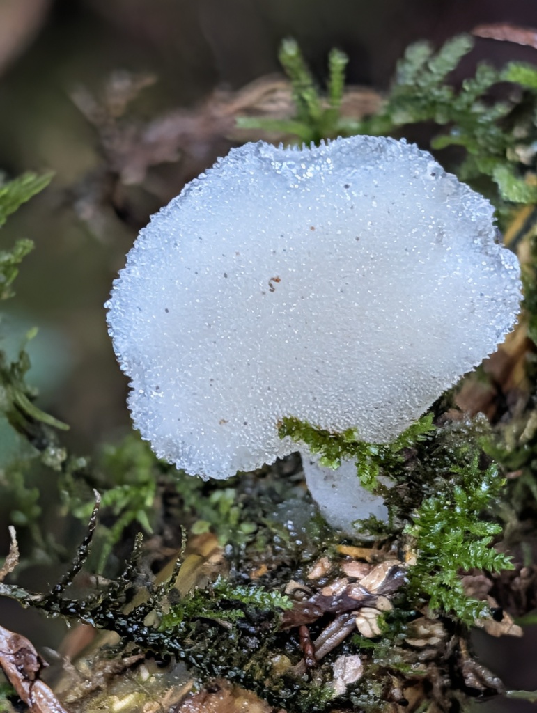 Pseudohydnum gelatinosum · December 2025 · photo: © trevvan (iNaturalist, cc-by)