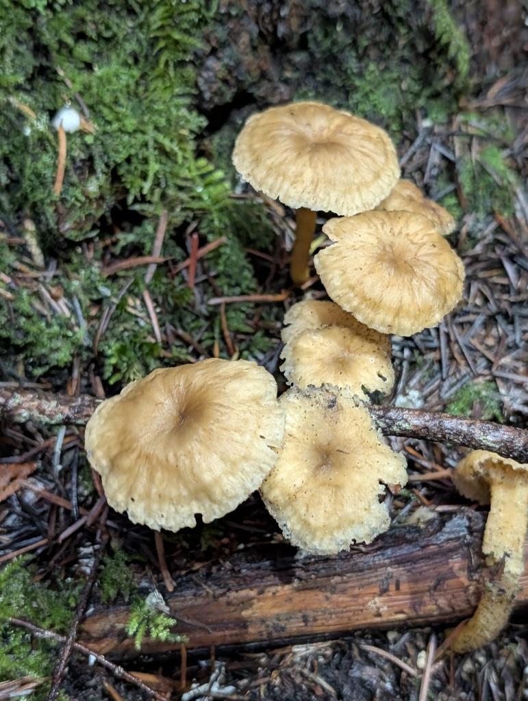 Craterellus tubaeformis · December 2025 · photo: © trevvan (iNaturalist, cc-by)
