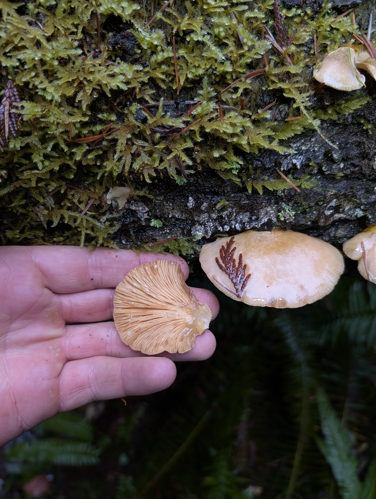Sarcomyxa serotina · December 2025 · photo: © trevvan (iNaturalist, cc-by)